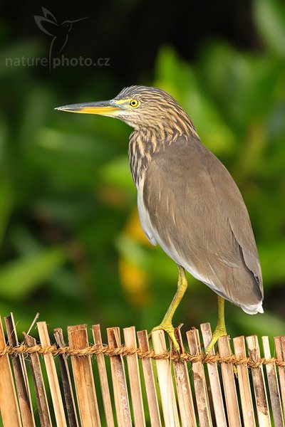 Volavka hnědohřbetá (Ardeola grayii), Volavka hnědohřbetá (Ardeola grayii grayii), Indian Pond Heron, Autor: Ondřej Prosický | NaturePhoto.cz, Model: Canon EOS-1D Mark III, Objektiv: Canon EF 400mm f/5.6 L USM, Ohnisková vzdálenost (EQ35mm): 520 mm, stativ Gitzo 1227 LVL, Clona: 5.6, Doba expozice: 1/500 s, ISO: 500, Kompenzace expozice: 0, Blesk: Ne, Vytvořeno: 13. prosince 2007 7:26:18, Madu River, Balapitiya (Sri Lanka)