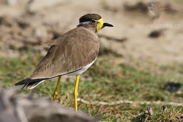 Čejka indická (Vanellus malabaricus), Čejka indická (Vanellus malabaricus), Yellow-wattled Lapwing, Autor: Ondřej Prosický | NaturePhoto.cz, Model: Canon EOS-1D Mark III, Objektiv: Canon EF 400mm f/5.6 L USM, Ohnisková vzdálenost (EQ35mm): 520 mm, stativ Gitzo 1227 LVL, Clona: 6.3, Doba expozice: 1/1000 s, ISO: 400, Kompenzace expozice: 0, Blesk: Ne, Vytvořeno: 28. listopadu 2007 8:56:31, Bundala National Park (Sri Lanka)