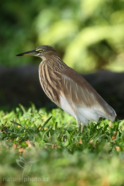 Volavka hnědohřbetá (Ardeola grayii), Volavka hnědohřbetá (Ardeola grayii grayii), Indian Pond Heron, Autor: Ondřej Prosický | NaturePhoto.cz, Model: Canon EOS-1D Mark III, Objektiv: Canon EF 400mm f/5.6 L USM, Ohnisková vzdálenost (EQ35mm): 520 mm, stativ Gitzo 1227 LVL, Clona: 7.1, Doba expozice: 1/125 s, ISO: 250, Kompenzace expozice: -2/3, Blesk: Ano, Vytvořeno: 25. listopadu 2007 11:54:27, Colombo (Sri Lanka)