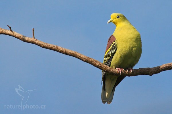 Holub fialovoramenný (Treron phoenicoptera), Holub fialovoramenný (Treron phoenicoptera), Yellow-footed Green Pigeon, Autor: Ondřej Prosický | NaturePhoto.cz, Model: Canon EOS-1D Mark III, Objektiv: Canon EF 400mm f/5.6 L USM, Ohnisková vzdálenost (EQ35mm): 520 mm, stativ Gitzo 1227 LVL, Clona: 5.6, Doba expozice: 1/2500 s, ISO: 500, Kompenzace expozice: 0, Blesk: Ne, Vytvořeno: 4. prosince 2007 8:32:14, Bundala National Park (Sri Lanka)