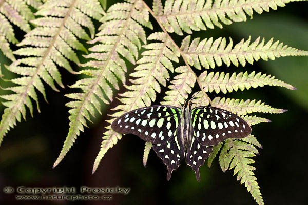 Tailed Jay (Graphium agamemnon), Tailed Jay (Graphium agamemnon), Autor: Ondřej Prosický, Model aparátu: Canon EOS 300D DIGITAL, Objektiv: Canon EF 100mm f/2.8 Macro USM, Clona: 5.00, Doba expozice: 1/125 s, ISO: 400, Vyvážení expozice: 0.00, Blesk: Ne, Výstava exotických motýlů, skleník Fatamorgana, Botanická zahrada, Praha - Troja (ČR)