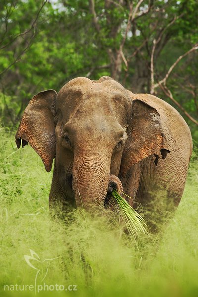 Slon indický (Elephas maximus), Slon indický cejlonský (Elephas maximus maximus), Asian Elephant, Autor: Ondřej Prosický | NaturePhoto.cz, Model: Canon EOS-1D Mark III, Objektiv: Canon EF 400mm f/5.6 L USM, Ohnisková vzdálenost (EQ35mm): 520 mm, stativ Gitzo 1227 LVL, Clona: 6.3, Doba expozice: 1/250 s, ISO: 400, Kompenzace expozice: +1/3, Blesk: Ne, Vytvořeno: 4. prosince 2007 11:29:33, Bundala National Park (Sri Lanka)