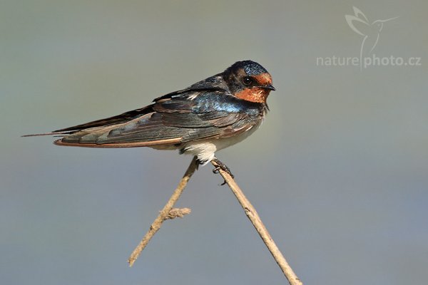 Vlaštovka obecná (Hirundo rustica), Vlaštovka obecná (Hirundo rustica), Common Swallow, Autor: Ondřej Prosický | NaturePhoto.cz, Model: Canon EOS-1D Mark III, Objektiv: Canon EF 400mm f/5.6 L USM, Ohnisková vzdálenost (EQ35mm): 520 mm, stativ Gitzo 1227 LVL, Clona: 5.6, Doba expozice: 1/1000 s, ISO: 320, Kompenzace expozice: -1/3, Blesk: Ne, Vytvořeno: 6. prosince 2007 8:43:05, Bundala National Park (Sri Lanka)