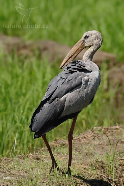 Zejozob asijský (Anastomus oscitans), Zejozob asijský (Anastomus oscitans), Asian Openbill, Autor: Ondřej Prosický | NaturePhoto.cz, Model: Canon EOS-1D Mark III, Objektiv: Canon EF 400mm f/5.6 L USM, Ohnisková vzdálenost (EQ35mm): 520 mm, stativ Gitzo 1227 LVL, Clona: 5.6, Doba expozice: 1/500 s, ISO: 320, Kompenzace expozice: 0, Blesk: Ne, Vytvořeno: 3. prosince 2007 10:45:31, Bundala National Park (Sri Lanka)