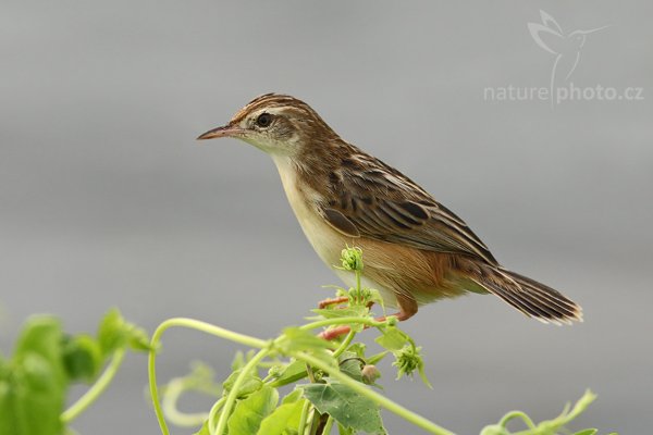 Cistovník rákosníkový (Cisticola juncidis), Cistovník rákosníkový (Cisticola juncidis), Zitting Cisticola, Autor: Ondřej Prosický | NaturePhoto.cz, Model: Canon EOS-1D Mark III, Objektiv: Canon EF 400mm f/5.6 L USM, Ohnisková vzdálenost (EQ35mm): 520 mm, stativ Gitzo 1227 LVL, Clona: 6.3, Doba expozice: 1/400 s, ISO: 500, Kompenzace expozice: +1/3, Blesk: Ne, Vytvořeno: 5. prosince 2007 15:34:47, Bundala National Park (Sri Lanka)