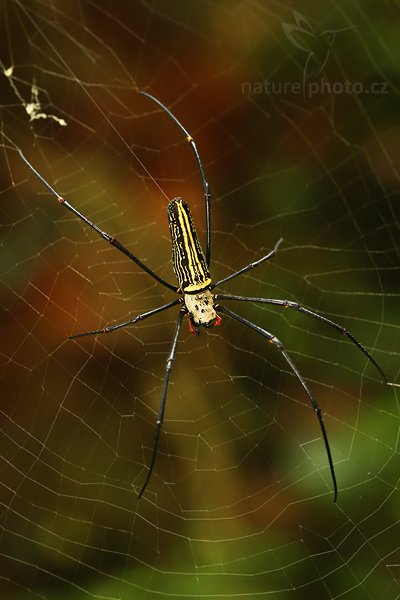 Nephila sp., zatím neurčeno, Autor: Ondřej Prosický | NaturePhoto.cz, Model: Canon EOS-1D Mark III, Objektiv: Canon EF 400mm f/5.6 L USM, Ohnisková vzdálenost (EQ35mm): 130 mm, fotografováno z ruky, Clona: 5.0, Doba expozice: 1/160 s, ISO: 800, Kompenzace expozice: 0, Blesk: Ano, Vytvořeno: 2. prosince 2007 10:23:05, Sinharaja Forest (Sri Lanka)