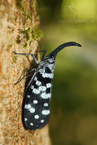 Kříst (Pyrops maculata), Kříst (Pyrops maculata), Autor: Ondřej Prosický | NaturePhoto.cz, Model: Canon EOS-1D Mark III, Objektiv: Canon EF 400mm f/5.6 L USM, Ohnisková vzdálenost (EQ35mm): 130 mm, fotografováno z ruky, Clona: 5.0, Doba expozice: 1/160 s, ISO: 800, Kompenzace expozice: 0, Blesk: Ano, Vytvořeno: 2. prosince 2007 10:23:05, Sinharaja Forest (Sri Lanka)