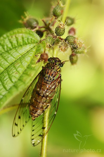 Cikáda sp., Zatím neurčeno, Autor: Ondřej Prosický | NaturePhoto.cz, Model: Canon EOS-1D Mark III, Objektiv: Canon EF 400mm f/5.6 L USM, Ohnisková vzdálenost (EQ35mm): 130 mm, stativ Gitzo 1227 LVL, Clona: 4.0, Doba expozice: 1/160 s, ISO: 200, Kompenzace expozice: -1/3, Blesk: Ano, Vytvořeno: 2. prosince 2007 10:33:02, Sinharaja Forest (Sri Lanka)