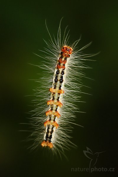 Housenka, Zatím neurčeno, Autor: Ondřej Prosický | NaturePhoto.cz, Model: Canon EOS-1D Mark III, Objektiv: Canon EF 400mm f/5.6 L USM, Ohnisková vzdálenost (EQ35mm): 130 mm, fotografováno z ruky, Clona: 5.0, Doba expozice: 1/160 s, ISO: 500, Kompenzace expozice: 0, Blesk: Ano, Vytvořeno: 2. prosince 2007 9:48:36, Sinharaja Forest (Sri Lanka)