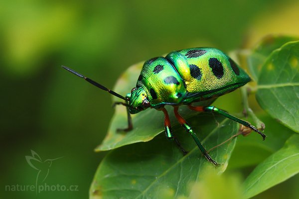 Ploštice (Calliphara nobilis), Ploštice (Calliphara nobilis), Autor: Ondřej Prosický | NaturePhoto.cz, Model: Canon EOS-1D Mark III, Objektiv: Canon EF 400mm f/5.6 L USM, Ohnisková vzdálenost (EQ35mm): 130 mm, fotografováno z ruky, Clona: 5.6, Doba expozice: 1/125 s, ISO: 400, Kompenzace expozice: -2/3, Blesk: Ano, Vytvořeno: 27. listopadu 2007 12:45:53, Tissahamarama (Sri Lanka)