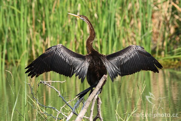 Anhinga rezavá (Anhinga melanogaster), Anhinga rezavá (Anhinga melanogaster), Darter, Autor: Ondřej Prosický | NaturePhoto.cz, Model: Canon EOS-1D Mark III, Objektiv: Canon EF 400mm f/5.6 L USM, Ohnisková vzdálenost (EQ35mm): 520 mm, stativ Gitzo 1227 LVL, Clona: 6.3, Doba expozice: 1/400 s, ISO: 400, Kompenzace expozice: 0, Blesk: Ne, Vytvořeno: 28. listopadu 2007 8:44:43, Bundala National Park (Sri Lanka)