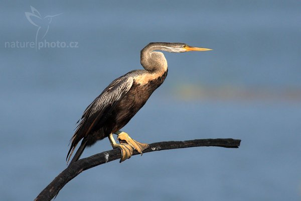 Anhinga rezavá (Anhinga melanogaster), Anhinga rezavá (Anhinga melanogaster), Darter, Autor: Ondřej Prosický | NaturePhoto.cz, Model: Canon EOS-1D Mark III, Objektiv: Canon EF 400mm f/5.6 L USM, Ohnisková vzdálenost (EQ35mm): 520 mm, stativ Gitzo 1227 LVL, Clona: 5.6, Doba expozice: 1/2000 s, ISO: 400, Kompenzace expozice: -2/3, Blesk: Ne, Vytvořeno: 28. listopadu 2007 8:17:00, Bundala National Park (Sri Lanka)