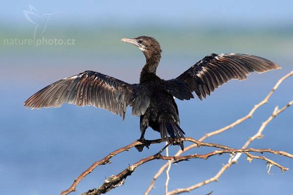 Kormorán menší (Phalacrocorax niger), Kormorán menší (Phalacrocorax niger), Little Cormorant, Autor: Ondřej Prosický | NaturePhoto.cz, Model: Canon EOS-1D Mark III, Objektiv: Canon EF 400mm f/5.6 L USM, Ohnisková vzdálenost (EQ35mm): 520 mm, stativ Gitzo 1227 LVL, Clona: 6.3, Doba expozice: 1/500 s, ISO: 250, Kompenzace expozice: -1/3, Blesk: Ne, Vytvořeno: 28. listopadu 2007 9:10:38, Bundala National Park (Sri Lanka)