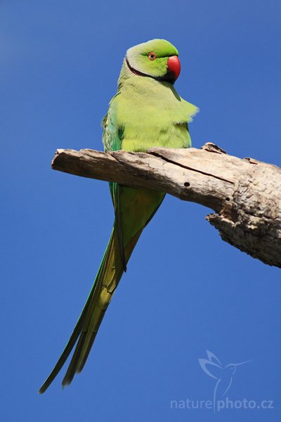 Alexander malý (Psittacula krameri), Alexander malý (Psittacula krameri), Rose-ringed Parakeet, Autor: Ondřej Prosický | NaturePhoto.cz, Model: Canon EOS-1D Mark III, Objektiv: Canon EF 400mm f/5.6 L USM, Ohnisková vzdálenost (EQ35mm): 520 mm, stativ Gitzo 1227 LVL, Clona: 5.6, Doba expozice: 1/2000 s, ISO: 320, Kompenzace expozice: -1/3, Blesk: Ne, Vytvořeno: 6. prosince 2007 8:50:42, Bundala National Park (Sri Lanka)