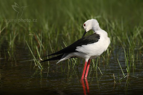 Pisila čáponohá (Himanthopus himantophus), Pisila čáponohá (Himanthopus himantophus himantopus), Black-winged Stilt, Autor: Ondřej Prosický | NaturePhoto.cz, Model: Canon EOS-1D Mark III, Objektiv: Canon EF 400mm f/5.6 L USM, Ohnisková vzdálenost (EQ35mm): 520 mm, stativ Gitzo 1227 LVL, Clona: 5.6, Doba expozice: 1/1600 s, ISO: 400, Kompenzace expozice: -1, Blesk: Ne, Vytvořeno: 6. prosince 2007 9:13:20, Bundala National Park (Sri Lanka)