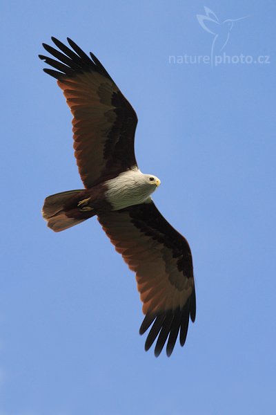 Luňák brahmínský (Haliastur indus indus), Luňák brahmínský (Haliastur indus indus), Brahminy Kite, Autor: Ondřej Prosický | NaturePhoto.cz, Model: Canon EOS-1D Mark III, Objektiv: Canon EF 400mm f/5.6 L USM, Ohnisková vzdálenost (EQ35mm): 520 mm, stativ Gitzo 1227 LVL, Clona: 5.6, Doba expozice: 1/800 s, ISO: 500, Kompenzace expozice: +1/3, Blesk: Ne, Vytvořeno: 8. prosince 2007 8:07:05, Bundala National Park (Sri Lanka)