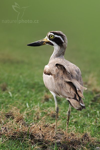 Dytík křivozobý (Esacus recurvirostris), Dytík křivozobý (Esacus recurvirostris), Great Thick-knee, Autor: Ondřej Prosický | NaturePhoto.cz, Model: Canon EOS-1D Mark III, Objektiv: Canon EF 400mm f/5.6 L USM, Ohnisková vzdálenost (EQ35mm): 520 mm, stativ Gitzo 1227 LVL, Clona: 5.6, Doba expozice: 1/640 s, ISO: 500, Kompenzace expozice: -1/3, Blesk: Ne, Vytvořeno: 6. prosince 2007 9:52:56, Bundala National Park (Sri Lanka)