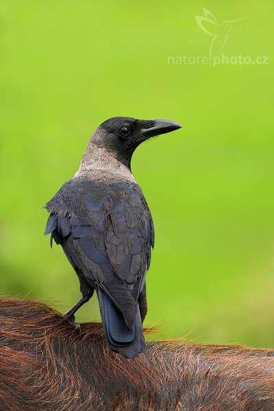 Vrána domácí (Corvus splendens), Vrána domácí (Corvus splendens), Vrána domácí (Corvus splendens), House Crow, Autor: Ondřej Prosický | NaturePhoto.cz, Model: Canon EOS-1D Mark III, Objektiv: Canon EF 400mm f/5.6 L USM, Ohnisková vzdálenost (EQ35mm): 520 mm, stativ Gitzo 1227 LVL, Clona: 6.3, Doba expozice: 1/500 s, ISO: 640, Kompenzace expozice: -2/3, Blesk: Ne, Vytvořeno: 5. prosince 2007 14:45:04, Tissahamarama (Sri Lanka)