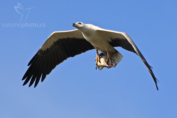 Orel bělobřichý (Haliaeetus leucogaster), Orel bělobřichý (Haliaeetus leucogaster), White-bellied Sea Eagle, Autor: Ondřej Prosický | NaturePhoto.cz, Model: Canon EOS-1D Mark III, Objektiv: Canon EF 400mm f/5.6 L USM, Ohnisková vzdálenost (EQ35mm): 520 mm, stativ Gitzo 1227 LVL, Clona: 5.6, Doba expozice: 1/1000 s, ISO: 320, Kompenzace expozice: 0, Blesk: Ne, Vytvořeno: 6. prosince 2007 8:30:34, Bundala National Park (Sri Lanka)