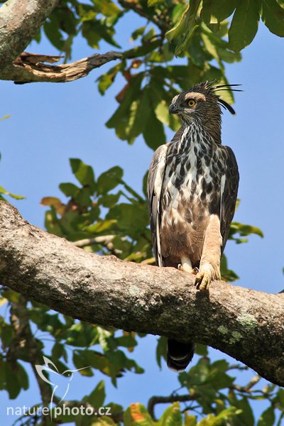 Orel proměnlivý (Spizaetus cirrhatus), Orel proměnlivý (Spizaetus cirrhatus ceylanensis), Crested Hawk Eagle, Autor: Ondřej Prosický | NaturePhoto.cz, Model: Canon EOS-1D Mark III, Objektiv: Canon EF 400mm f/5.6 L USM, Ohnisková vzdálenost (EQ35mm): 520 mm, stativ Gitzo 1227 LVL, Clona: 6.3, Doba expozice: 1/800 s, ISO: 500, Kompenzace expozice: +1/3, Blesk: Ne, Vytvořeno: 4. prosince 2007 10:20:05, Uda Walawe National Park (Sri Lanka)