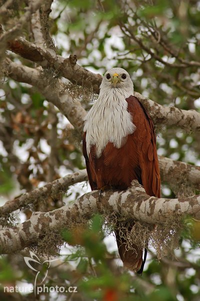 Luňák brahmínský (Haliastur indus indus), Luňák brahmínský (Haliastur indus indus), Brahminy Kite, Autor: Ondřej Prosický | NaturePhoto.cz, Model: Canon EOS-1D Mark III, Objektiv: Canon EF 400mm f/5.6 L USM, Ohnisková vzdálenost (EQ35mm): 520 mm, stativ Gitzo 1227 LVL, Clona: 5.6, Doba expozice: 1/500 s, ISO: 500, Kompenzace expozice: 0, Blesk: Ano, Vytvořeno: 11. prosince 2007 10:32:26, Bundala National Park (Sri Lanka)