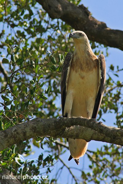 Orel šedohlavý (Ichthyophaga ichthyaetus), Orel šedohlavý (Ichthyophaga ichthyaetus), Grey-headed Fish Eagle, Autor: Ondřej Prosický | NaturePhoto.cz, Model: Canon EOS-1D Mark III, Objektiv: Canon EF 400mm f/5.6 L USM, Ohnisková vzdálenost (EQ35mm): 520 mm, stativ Gitzo 1227 LVL, Clona: 7.1, Doba expozice: 1/400 s, ISO: 500, Kompenzace expozice: +1/3, Blesk: Ne, Vytvořeno: 4. prosince 2007 10:13:05, Uda Walawe National Park (Sri Lanka)