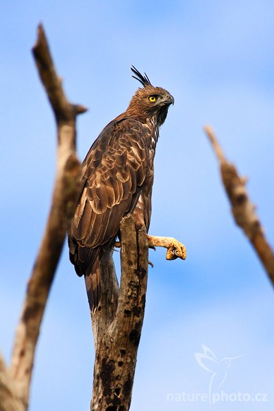 Orel proměnlivý (Spizaetus cirrhatus), Orel proměnlivý (Spizaetus cirrhatus ceylanensis), Crested Hawk Eagle, Autor: Ondřej Prosický | NaturePhoto.cz, Model: Canon EOS-1D Mark III, Objektiv: Canon EF 400mm f/5.6 L USM, Ohnisková vzdálenost (EQ35mm): 520 mm, stativ Gitzo 1227 LVL, Clona: 5.6, Doba expozice: 1/1600 s, ISO: 800, Kompenzace expozice: +1/3, Blesk: Ne, Vytvořeno: 4. prosince 2007 8:17:08, Uda Walawe National Park (Sri Lanka)