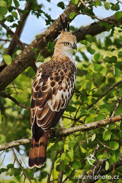 Orel proměnlivý (Spizaetus cirrhatus), Orel proměnlivý (Spizaetus cirrhatus ceylanensis), Crested Hawk Eagle, Autor: Ondřej Prosický | NaturePhoto.cz, Model: Canon EOS-1D Mark III, Objektiv: Canon EF 400mm f/5.6 L USM, Ohnisková vzdálenost (EQ35mm): 520 mm, stativ Gitzo 1227 LVL, Clona: 5.6, Doba expozice: 1/400 s, ISO: 800, Kompenzace expozice: 0, Blesk: Ne, Vytvořeno: 4. prosince 2007 8:11:28, Uda Walawe National Park (Sri Lanka)