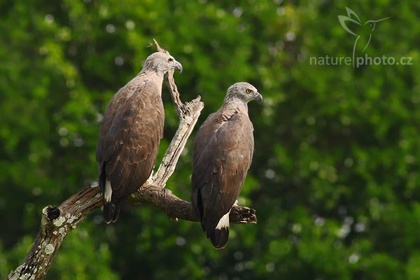 Orel šedohlavý (Ichthyophaga ichthyaetus), Orel šedohlavý (Ichthyophaga ichthyaetus), Grey-headed Fish Eagle, Autor: Ondřej Prosický | NaturePhoto.cz, Model: Canon EOS-1D Mark III, Objektiv: Canon EF 400mm f/5.6 L USM, Ohnisková vzdálenost (EQ35mm): 520 mm, stativ Gitzo 1227 LVL, Clona: 6.3, Doba expozice: 1/640 s, ISO: 640, Kompenzace expozice: -1, Blesk: Ne, Vytvořeno: 4. prosince 2007 8:58:52, Uda Walave National Park (Sri Lanka)