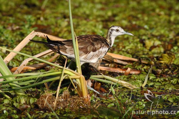 Ostnák bažantovitý (Hydrophasianus chirurgus), Ostnák bažantovitý (Hydrophasianus chirurgus), Pheasant-tailed Jacana, Autor: Ondřej Prosický | NaturePhoto.cz, Model: Canon EOS-1D Mark III, Objektiv: Canon EF 400mm f/5.6 L USM, Ohnisková vzdálenost (EQ35mm): 520 mm, stativ Gitzo 1227 LVL, Clona: 5.6, Doba expozice: 1/1000 s, ISO: 400, Kompenzace expozice: -1/3, Blesk: Ne, Vytvořeno: 6. prosince 2007 8:26:17,Tissahamarama (Sri Lanka)