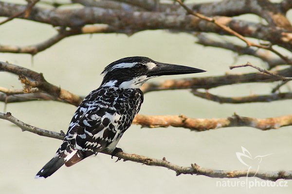 Rybařík jižní (Ceryle rudis), Rybařík jižní (Ceryle rudis), Pied Kingfisher, Autor: Ondřej Prosický | NaturePhoto.cz, Model: Canon EOS-1D Mark III, Objektiv: Canon EF 400mm f/5.6 L USM, Ohnisková vzdálenost (EQ35mm): 520 mm, stativ Gitzo 1227 LVL, Clona: 5.6, Doba expozice: 1/640 s, ISO: 400, Kompenzace expozice: +1/3, Blesk: Ne, Vytvořeno: 6. prosince 2007 9:23:16, Bundala National Park (Sri Lanka)
Pozn.: výřez fotografie!
