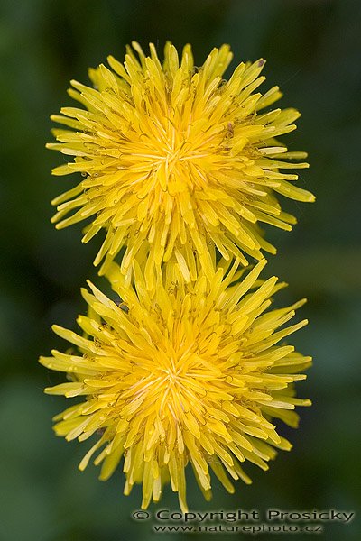 Smetanka lékařská "pampeliška obecná" (Taraxacum officinale), Autor: Ondřej Prosický, Model aparátu: Canon EOS 300D DIGITAL, Objektiv: Canon EF 100mm f/2.8 Macro USM, Ohnisková vzdálenost: 100.00 mm, fotografováno z ruky, Clona: 3.50, Doba expozice: 1/200 s, ISO: 400, Vyvážení expozice: +1 EV, Blesk: Ne, Vytvořeno: 7. května 2005 14:53:50, Praha 10 - Strašnice (ČR) 