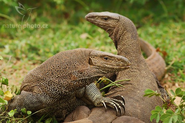 Varan bengálský (Varanus bengalensis), Varan bengálský (Varanus bengalensis), Land Monitor, Autor: Ondřej Prosický | NaturePhoto.cz, Model: Canon EOS-1D Mark III, Objektiv: Canon EF 400mm f/5.6 L USM, Ohnisková vzdálenost (EQ35mm): 520 mm, stativ Gitzo 1227 LVL, Clona: 6.3, Doba expozice: 1/250 s, ISO: 640, Kompenzace expozice: 0, Blesk: Ne, Vytvořeno: 5. prosince 2007 14:52:07, Bundala National Park (Sri Lanka)