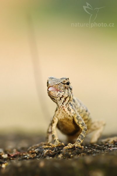 Lepoještěr pestrý (Calotes versicolor), Lepoještěr pestrý (Calotes versicolor), Oriental Garden Lizard, Autor: Ondřej Prosický | NaturePhoto.cz, Model: Canon EOS-1D Mark III, Objektiv: Canon EF 200mm f/2.8 L USM, Ohnisková vzdálenost (EQ35mm): 260 mm, stativ Gitzo 1227 LVL, Clona: 5.0, Doba expozice: 1/125 s, ISO: 1000, Kompenzace expozice: +1/3, Blesk: Ano, Vytvořeno: 2. prosince 2007 17:06:05, Sinharaja Forest (Sri Lanka)