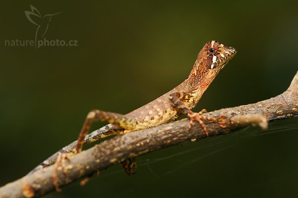 Kangaroo Lizard (Otocryptis weigmanni), Kangaroo Lizard (Otocryptis wiegmanni), Autor: Ondřej Prosický | NaturePhoto.cz, Model: Canon EOS-1D Mark III, Objektiv: Canon EF 100mm f/2.8 Macro USM, Ohnisková vzdálenost (EQ35mm): 130 mm, stativ Gitzo 1227 LVL, Clona: 4.0, Doba expozice: 1/125 s, ISO: 320, Kompenzace expozice: 0, Blesk: Ano, Vytvořeno: 2. prosince 2007 10:49:13, endemická v Sinharaja Forest (Sri Lanka)