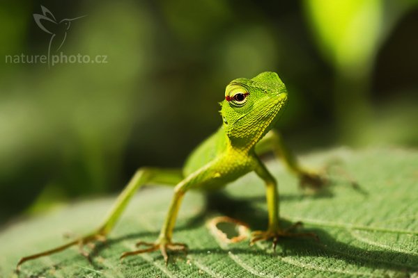 Lepoještěr zelený (Calotes calotes), Lepoještěr zelený (Calotes calotes), Green Garden Lizard, Autor: Ondřej Prosický | NaturePhoto.cz, Model: Canon EOS-1D Mark III, Objektiv: Canon EF 100mm f/2.8 Macro USM, Ohnisková vzdálenost (EQ35mm): 130 mm, stativ Gitzo 1227 LVL, Clona: 4.5, Doba expozice: 1/300 s, ISO: 200, Kompenzace expozice: -2, Blesk: Ano, Vytvořeno: 2. prosince 2007 9:37:49, Sinharaja Forest (Sri Lanka)