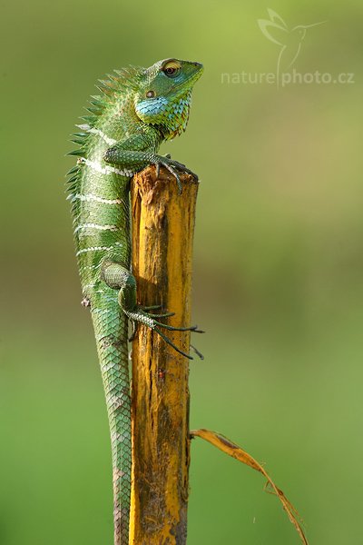 Lepoještěr zelený (Calotes calotes), Lepoještěr zelený (Calotes calotes), Green Garden Lizard, Autor: Ondřej Prosický | NaturePhoto.cz, Model: Canon EOS-1D Mark III, Objektiv: Canon EF 400mm f/5.6 L USM, Ohnisková vzdálenost (EQ35mm): 520 mm, stativ Gitzo 1227 LVL, Clona: 5.6, Doba expozice: 1/200 s, ISO: 400, Kompenzace expozice: +1/3, Blesk: Ne, Vytvořeno: 27. listopadu 2007 8:03:30, Tissahamarama (Sri Lanka)