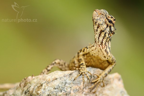 Lepoještěr zelený (Calotes calotes), Lepoještěr zelený (Calotes calotes), Green Garden Lizard, Autor: Ondřej Prosický | NaturePhoto.cz, Model: Canon EOS-1D Mark III, Objektiv: Canon EF 200mm f/2.8 L USM, Ohnisková vzdálenost (EQ35mm): 260 mm, stativ Gitzo 1227 LVL, Clona: 5.0, Doba expozice: 1/50 s, ISO: 500, Kompenzace expozice: +2/3, Blesk: Ano, Vytvořeno: 2. prosince 2007 16:58:41, Sinharaja Forest (Sri Lanka)