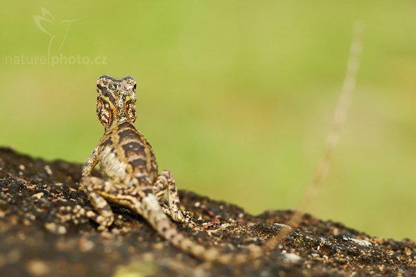 Lepoještěr pestrý (Calotes versicolor), Lepoještěr pestrý (Calotes versicolor), Oriental Garden Lizard, Autor: Ondřej Prosický | NaturePhoto.cz, Model: Canon EOS-1D Mark III, Objektiv: Canon EF 400mm f/5.6 L USM, Ohnisková vzdálenost (EQ35mm): 260 mm, stativ Gitzo 1227 LVL, Clona: 5.0, Doba expozice: 1/60 s, ISO: 500, Kompenzace expozice: +1/3, Blesk: Ano, Vytvořeno: 2. prosince 2007 17:02:21, Sinharaja Forest (Sri Lanka)