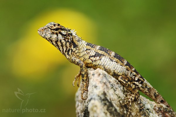 Lepoještěr zelený (Calotes calotes), Lepoještěr zelený (Calotes calotes), Green Garden Lizard, Autor: Ondřej Prosický | NaturePhoto.cz, Model: Canon EOS-1D Mark III, Objektiv: Canon EF 200mm f/2.8 L USM, Ohnisková vzdálenost (EQ35mm): 260 mm, stativ Gitzo 1227 LVL, Clona: 4.0, Doba expozice: 1/60 s, ISO: 320, Kompenzace expozice: +1/3, Blesk: Ano, Vytvořeno: 2. prosince 2007 16:49:16, Sinharaja Forest (Sri Lanka)