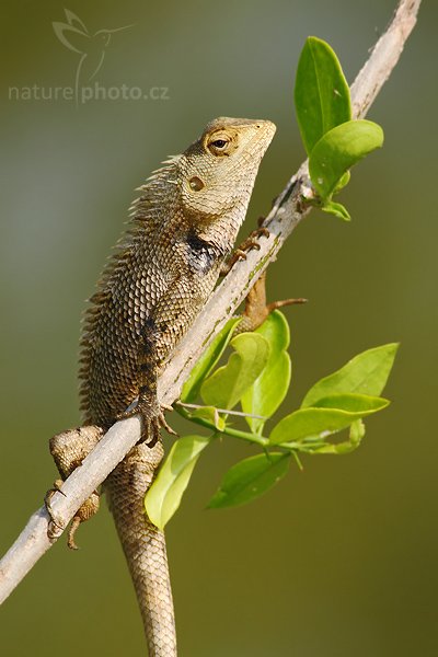 Lepoještěr zelený (Calotes calotes), Lepoještěr zelený (Calotes calotes), Green Garden Lizard, Autor: Ondřej Prosický | NaturePhoto.cz, Model: Canon EOS-1D Mark III, Objektiv: Canon EF 400mm f/5.6 L USM, Ohnisková vzdálenost (EQ35mm): 520 mm, stativ Gitzo 1227 LVL, Clona: 8.0, Doba expozice: 1/125 s, ISO: 100, Kompenzace expozice: -1/3, Blesk: Ano, Vytvořeno: 27. listopadu 2007 9:25:10, Tissahamarama (Sri Lanka)