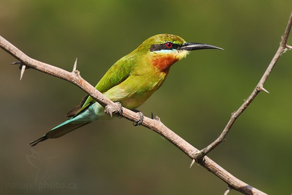 Vlha modroocasá (Merops philippinus), Vlha modroocasá (Merops philippinus), Blue-tailed Bee-eater, Autor: Ondřej Prosický | NaturePhoto.cz, Model: Canon EOS-1D Mark III, Objektiv: Canon EF 400mm f/5.6 L USM, Ohnisková vzdálenost (EQ35mm): 520 mm, stativ Gitzo 1227 LVL, Clona: 5.6, Doba expozice: 1/640 s, ISO: 400, Kompenzace expozice: -1/3, Blesk: Ne, Vytvořeno: 6. prosince 2007 9:14:08, Bundala National Park (Sri Lanka)