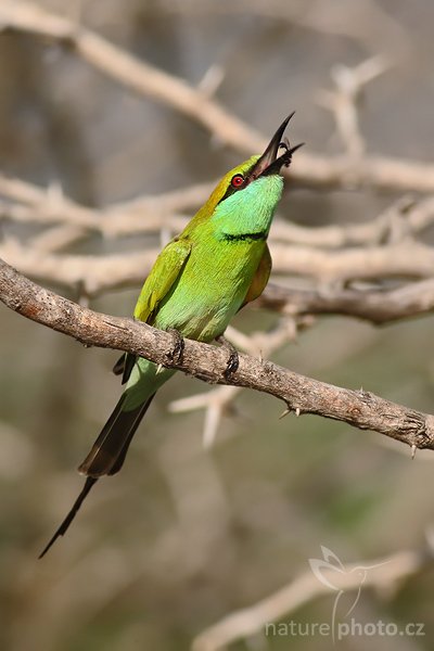 Vlha proměnlivá (Merops orientalis), Vlha proměnlivá (Merops orientalis), Little Green Bee-eater, Autor: Ondřej Prosický | NaturePhoto.cz, Model: Canon EOS-1D Mark III, Objektiv: Canon EF 400mm f/5.6 L USM, Ohnisková vzdálenost (EQ35mm): 520 mm, stativ Gitzo 1227 LVL, Clona: 5.6, Doba expozice: 1/640 s, ISO: 250, Kompenzace expozice: 0, Blesk: Ne, Vytvořeno: 6. prosince 2007 8:33:16, Bundala National Park (Sri Lanka)