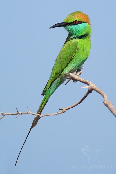 Vlha proměnlivá (Merops orientalis), Vlha proměnlivá (Merops orientalis), Little Green Bee-eater, Autor: Ondřej Prosický | NaturePhoto.cz, Model: Canon EOS-1D Mark III, Objektiv: Canon EF 400mm f/5.6 L USM, Ohnisková vzdálenost (EQ35mm): 520 mm, stativ Gitzo 1227 LVL, Clona: 5.6, Doba expozice: 1/1000 s, ISO: 400, Kompenzace expozice: +1/3, Blesk: Ne, Vytvořeno: 28. listopadu 2007 8:39:47, Bundala National Park (Sri Lanka)