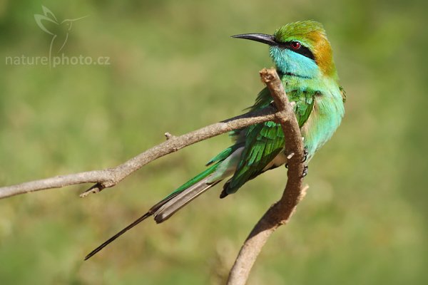 Vlha proměnlivá (Merops orientalis), Vlha proměnlivá (Merops orientalis), Little Green Bee-eater, Autor: Ondřej Prosický | NaturePhoto.cz, Model: Canon EOS-1D Mark III, Objektiv: Canon EF 400mm f/5.6 L USM, Ohnisková vzdálenost (EQ35mm): 520 mm, stativ Gitzo 1227 LVL, Clona: 6.3, Doba expozice: 1/320 s, ISO: 160, Kompenzace expozice: -1/3, Blesk: Ne, Vytvořeno: 30. listopadu 2007 8:31:25, Bundala National Park (Sri Lanka)