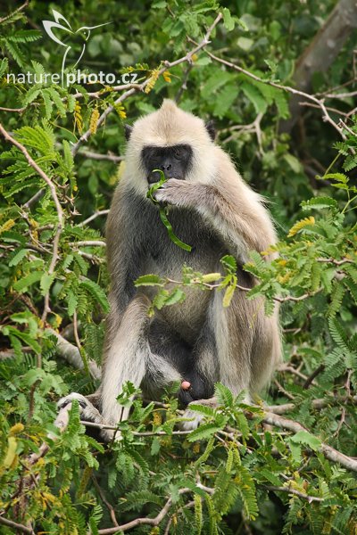 Hulman posvátný (Semnopithecus entellus), Hulman posvátný (Semnopithecus entellus), Common Langur, Hanuman Langur, Autor: Ondřej Prosický | NaturePhoto.cz, Model: Canon EOS-1D Mark III, Objektiv: Canon EF 400mm f/5.6 L USM, Ohnisková vzdálenost (EQ35mm): 520 mm, stativ Gitzo 1227 LVL, Clona: 5.6, Doba expozice: 1/400 s, ISO: 500, Kompenzace expozice: 0, Blesk: Ne, Vytvořeno: 6. prosince 2007 10:21:36, Bundala National Park (Sri Lanka)