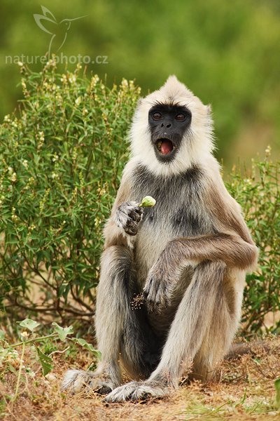 Hulman posvátný (Semnopithecus entellus), Hulman posvátný (Semnopithecus entellus), Common Langur, Hanuman Langur, Autor: Ondřej Prosický | NaturePhoto.cz, Model: Canon EOS-1D Mark III, Objektiv: Canon EF 400mm f/5.6 L USM, Ohnisková vzdálenost (EQ35mm): 520 mm, stativ Gitzo 1227 LVL, Clona: 5.6, Doba expozice: 1/400 s, ISO: 500, Kompenzace expozice: 0, Blesk: Ne, Vytvořeno: 11. prosince 2007 10:42:07, Bundala National Park (Sri Lanka)