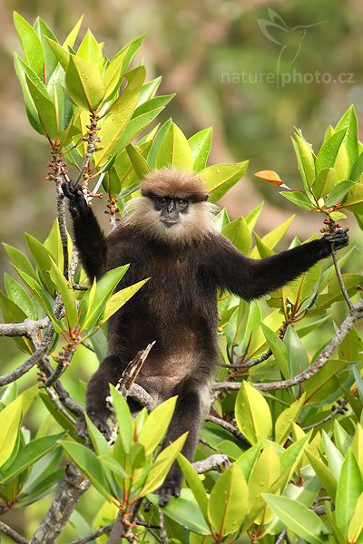 Hulman rudolící (Trachypithecus vetulus vetulus), Hulman rudolící (Trachypithecus vetulus vetulus), Purple-faced Langur, Autor: Ondřej Prosický | NaturePhoto.cz, Model: Canon EOS-1D Mark III, Objektiv: Canon EF 400mm f/5.6 L USM, Ohnisková vzdálenost (EQ35mm): 520 mm, stativ Gitzo 1227 LVL, Clona: 5.6, Doba expozice: 1/400 s, ISO: 320, Kompenzace expozice: 0, Blesk: Ne, Vytvořeno: 13. prosince 2007 7:47:08, Madu River, Balapitiya (Sri Lanka)