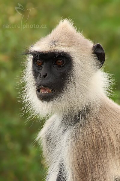 Hulman posvátný (Semnopithecus entellus), Hulman posvátný (Semnopithecus entellus), (Common Langur, Hanuman Langur), Autor: Ondřej Prosický | NaturePhoto.cz, Model: Canon EOS-1D Mark III, Objektiv: Canon EF 400mm f/5.6 L USM, Ohnisková vzdálenost (EQ35mm): 520 mm, stativ Gitzo 1227 LVL, Clona: 5.6, Doba expozice: 1/300 s, ISO: 400, Kompenzace expozice: 0, Blesk: Ano, Vytvořeno: 11. prosince 2007 10:44:24, Bundala National Park (Sri Lanka), Pozn.: poměrně velký výřez fotografie