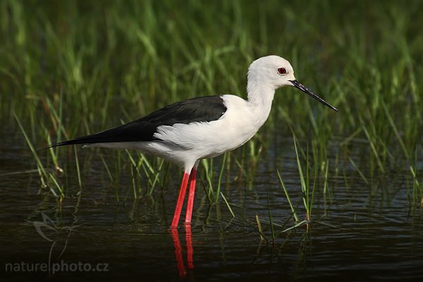 Pisila čáponohá (Himanthopus himantophus), Pisila čáponohá (Himanthopus himantophus himantopus), Black-winged Stilt, Autor: Ondřej Prosický | NaturePhoto.cz, Model: Canon EOS-1D Mark III, Objektiv: Canon EF 400mm f/5.6 L USM, Ohnisková vzdálenost (EQ35mm): 520 mm, stativ Gitzo 1227 LVL, Clona: 5.6, Doba expozice: 1/2000 s, ISO: 400, Kompenzace expozice: -1, Blesk: Ne, Vytvořeno: 6. prosince 2007 9:13:18, Bundala National Park (Sri Lanka)